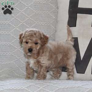 Sprig, Maltipoo Puppy